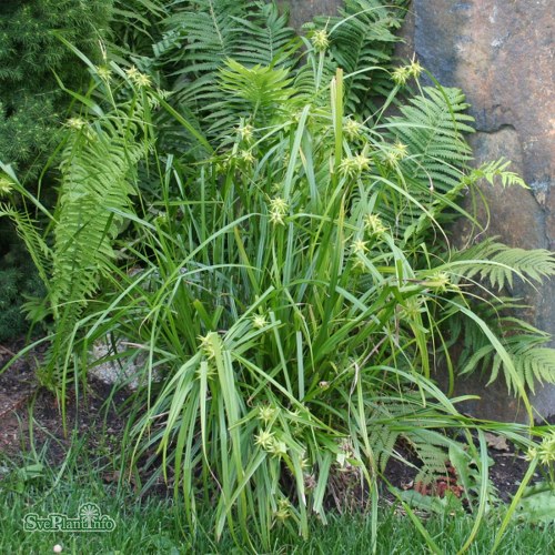 Carex grayi