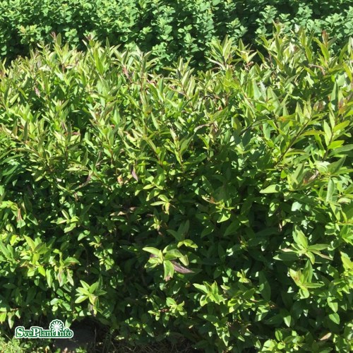 Ligustrum vulgare Lodense