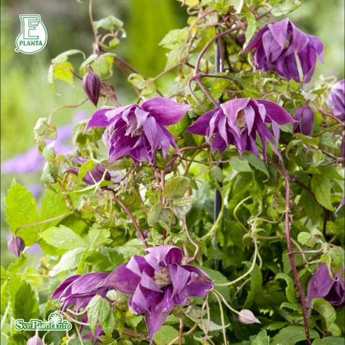 Clematis (Atragene) KAJSA E