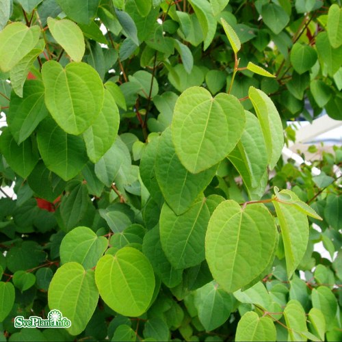 Cercidiphyllum japonicum FK GTEBORG E