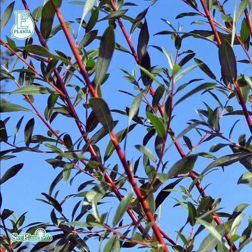 Salix alba v. chermesina Vintergl�d E