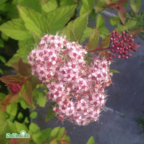 Spiraea SPARKLING CHAMPAGNE