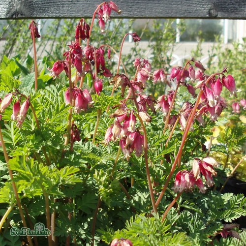 Dicentra Luxuriant