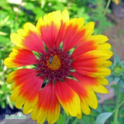 Gaillardia grandiflora Kobold