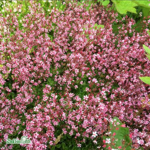 Saxifraga umbrosa Clarence Elliott