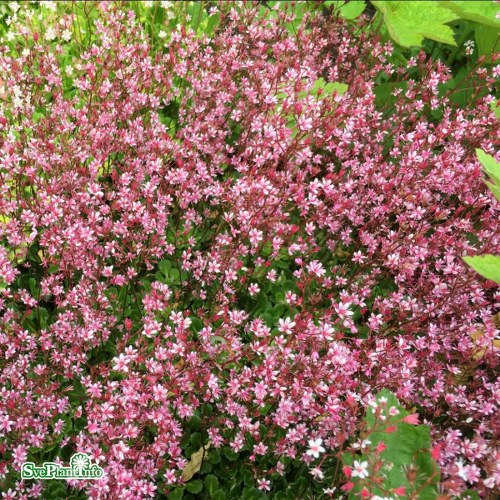 Saxifraga umbrosa Clarence Elliott