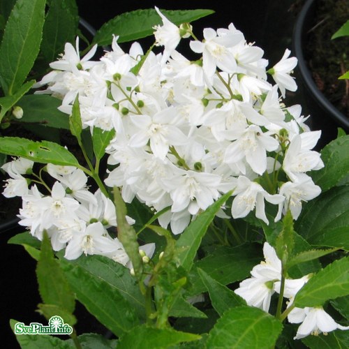 Deutzia gracilis