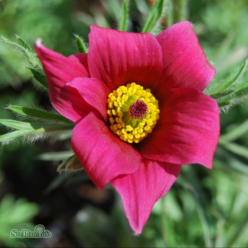 Pulsatilla vulgaris Rde Klokke