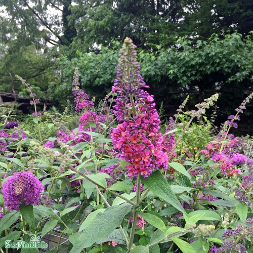 Buddleja  weyeriana Bicolor