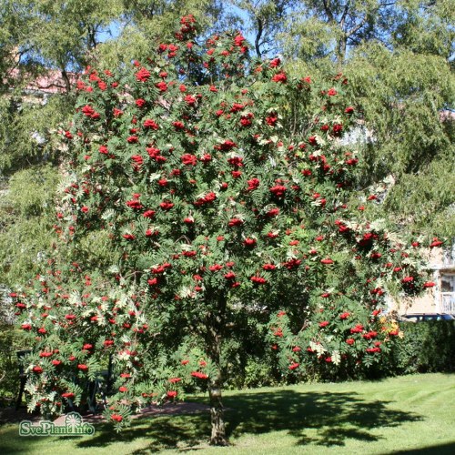 Sorbus decora