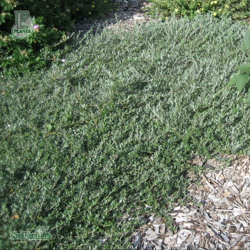 Salix repens Grey Carpet E