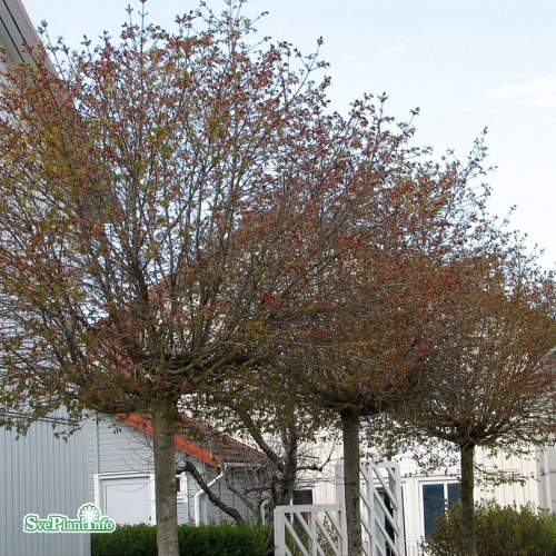 Acer platanoides Globosum