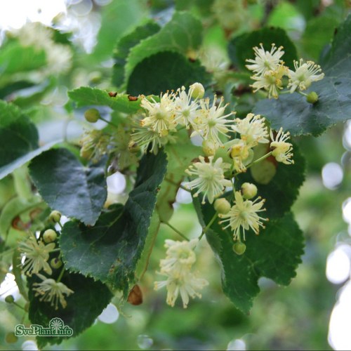 Tilia cordata