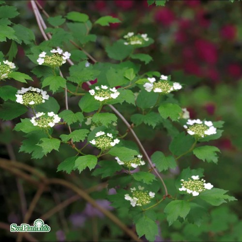 Viburnum opulus