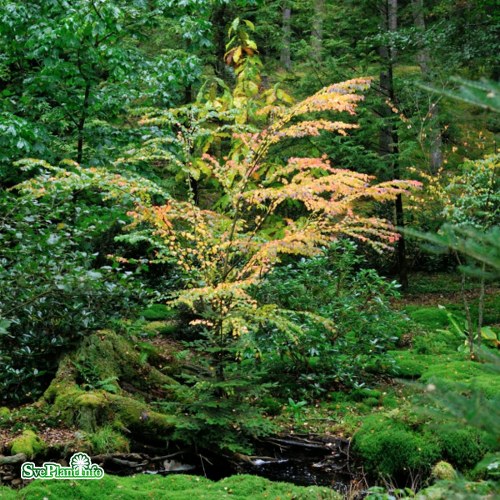 Cercidiphyllum japonicum