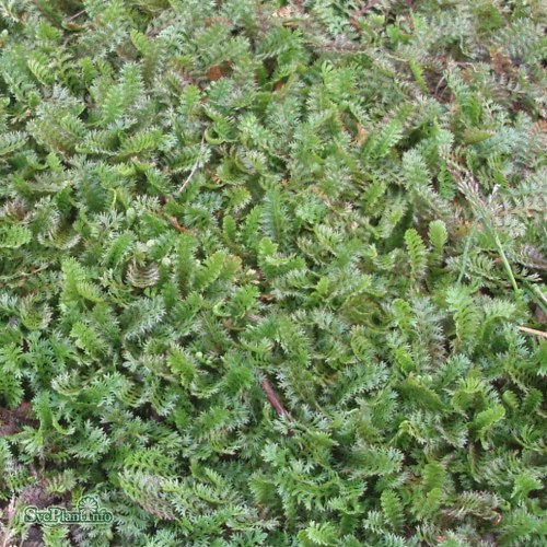 Leptinella squalida