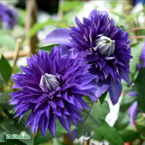 Clematis (TS) Multi Blue