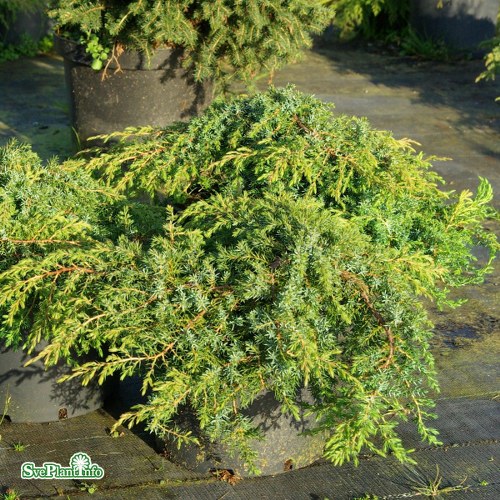 Juniperus communis Hornibrookii