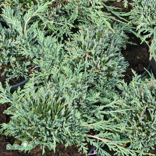 Juniperus horizontalis ICEE BLUE