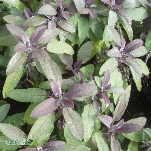 Salvia officinalis Purpurascens