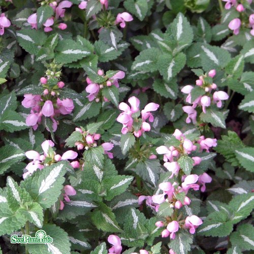 Lamium maculatum Beacon Silver