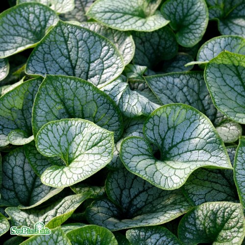 Brunnera macrophylla Jack Frost