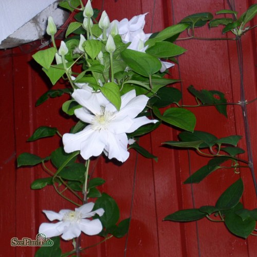 Clematis (TS) Mevrouw Le Coultre