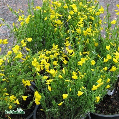 Cytisus purgans