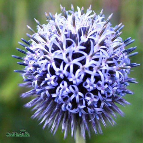 Echinops bannaticus Taplow Blue