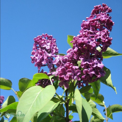 Syringa vulgaris Andenken an Ludwig Spth