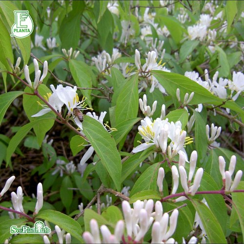 Lonicera maackii Kristall E