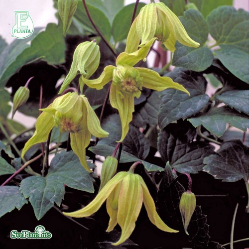 Clematis (Atragene) Love Child E