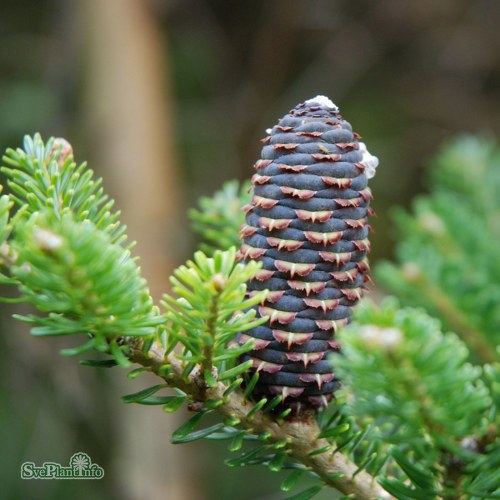 Abies koreana