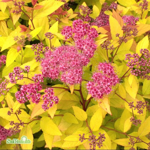 Spiraea japonica Firelight