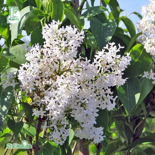 Syringa vulgaris f. alba FK VEBER�D E