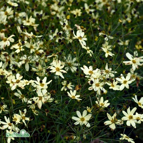 Coreopsis verticillata Moonbeam