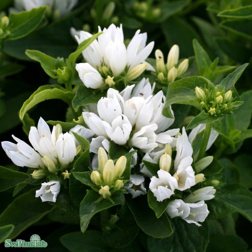 Campanula glomerata Alba