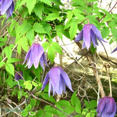 Clematis macropetala