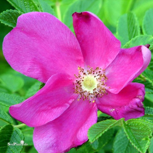 Rosa rugosa