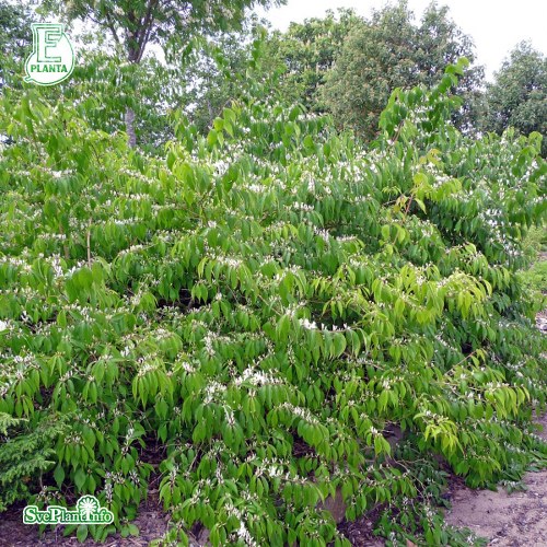 Lonicera maackii Kristall E