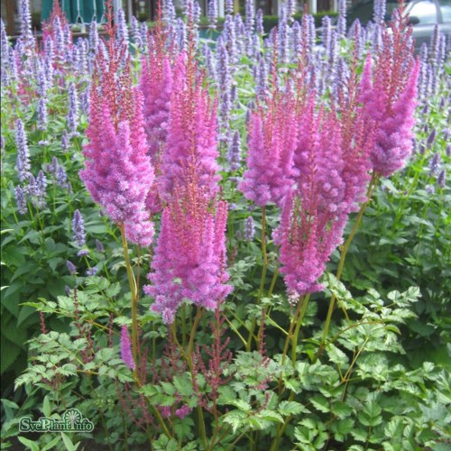 Astilbe chinensis taquetii Purpurkerze