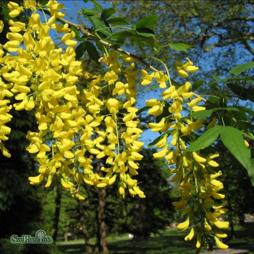 Laburnum  watereri Vossii