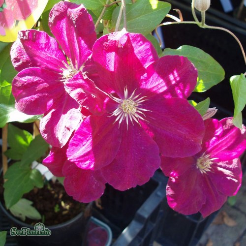 Clematis (SS) Rouge Cardinal