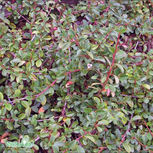 Cotoneaster radicans Eichholz