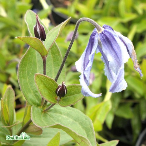 Clematis integrifolia