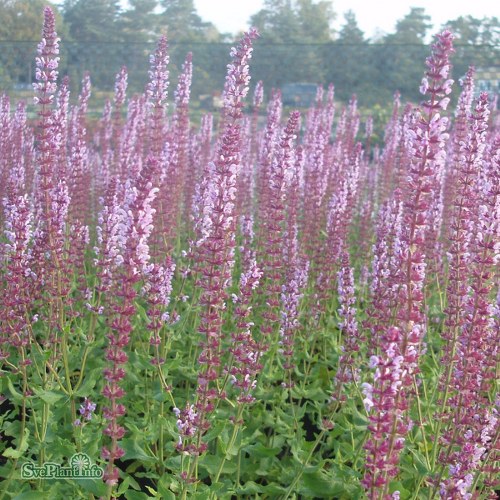 Salvia nemorosa Amethyst