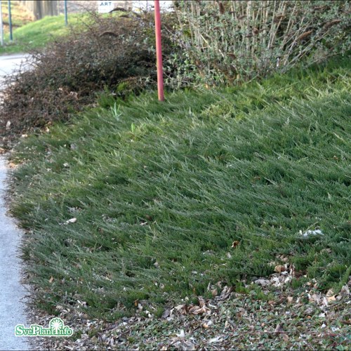 Juniperus horizontalis Blue Chip