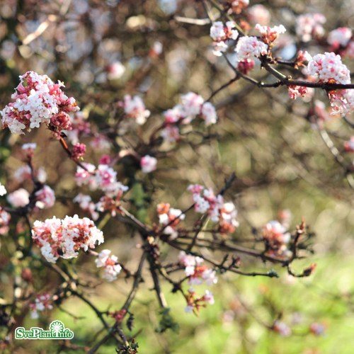 Viburnum farreri