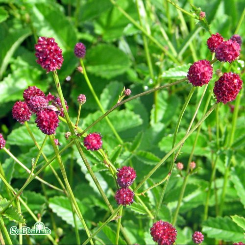 Sanguisorba officinalis Tanna