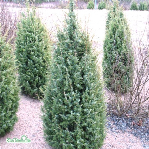 Juniperus communis f. suecica